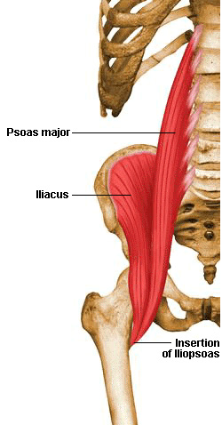 Flexibility in the illiopsoas is critical to maintaining lower back/hip health and hitting proper depth in the squat.