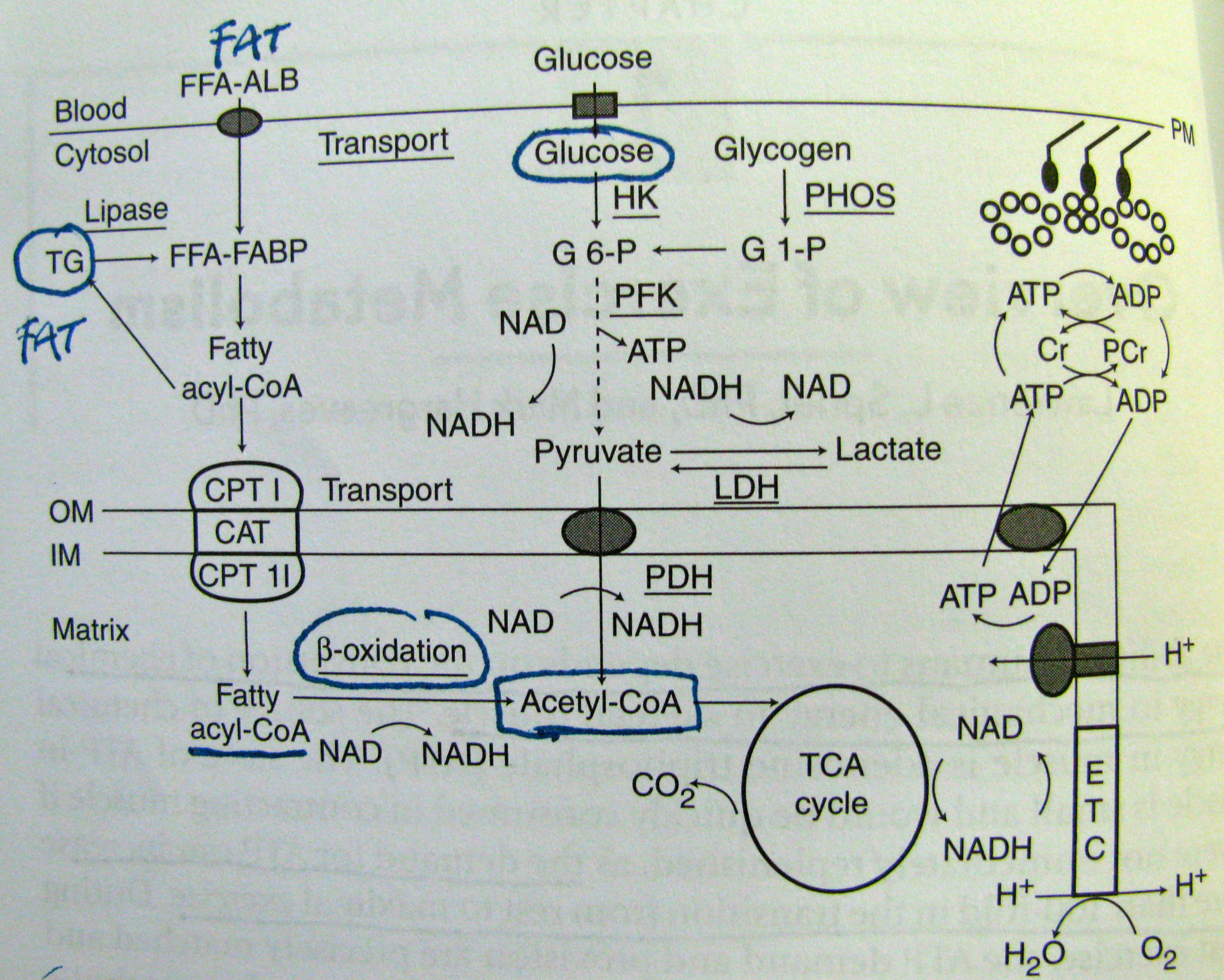 Fats (left) and glucose (middle) both are converted into Acetyl-CoA (square) that the body uses to propel metabolism. Glucose, provided by carbohydrates, is converted much quicker to usable energy that fats. Spriet et al 1999.