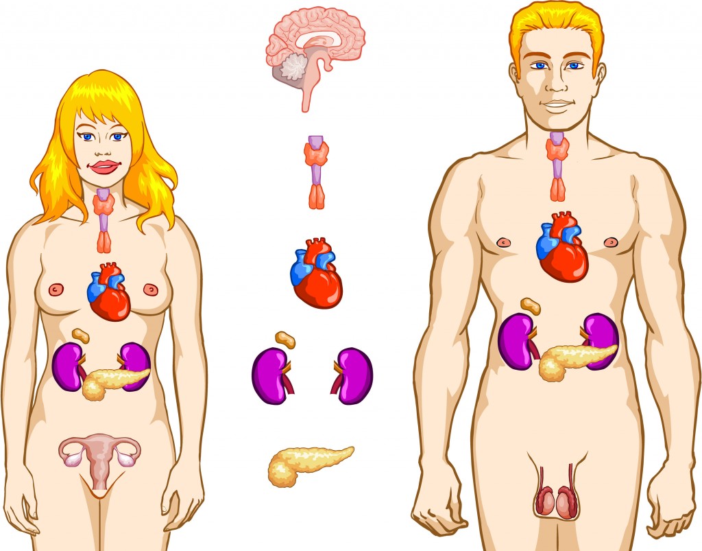 The endocrine system controls everything in the body, but you can control it simply by your behavior.