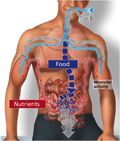 The metabolic process is critical to health and life and the extremely aggressive nutrition protocols being pushed by some diet 'gurus' are doing serious damage to the system in many people.