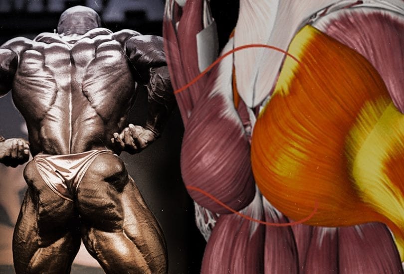 Hypertrophy Guide | Glutes